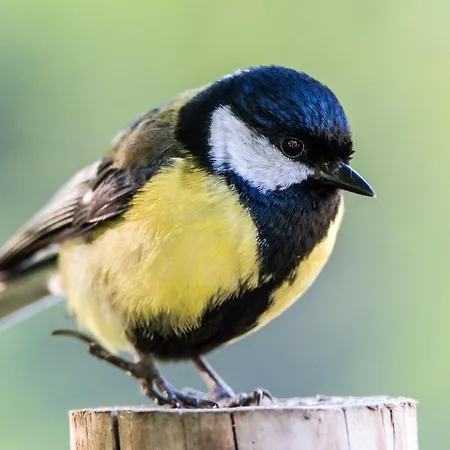 Apartmán La Cinciallegra *